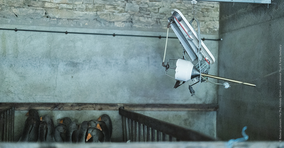 Photo du tuyau métallique (embuc) utilisé pour gaver les animaux.