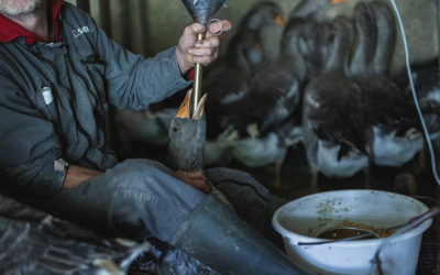 Enquête foie gras – La maltraitance animale demeure la règle