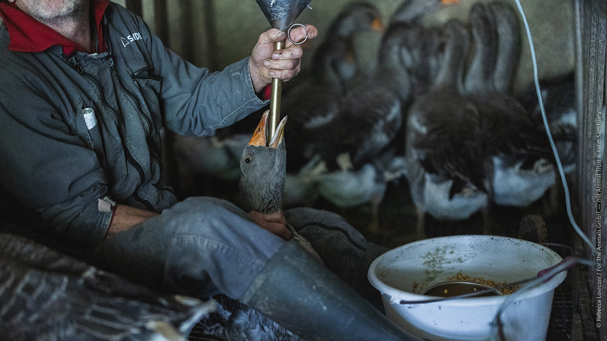 L’embuc est enfoncé jusqu’au jabot (partie de l’œsophage) de l’animal pour y projeter de force une grande quantité de nourriture.