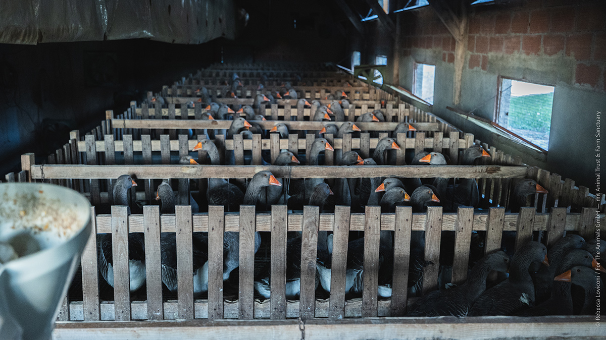 Durant la phase de gavage forcé, les animaux sont toujours confinés afin d’éviter toute perte de poids.