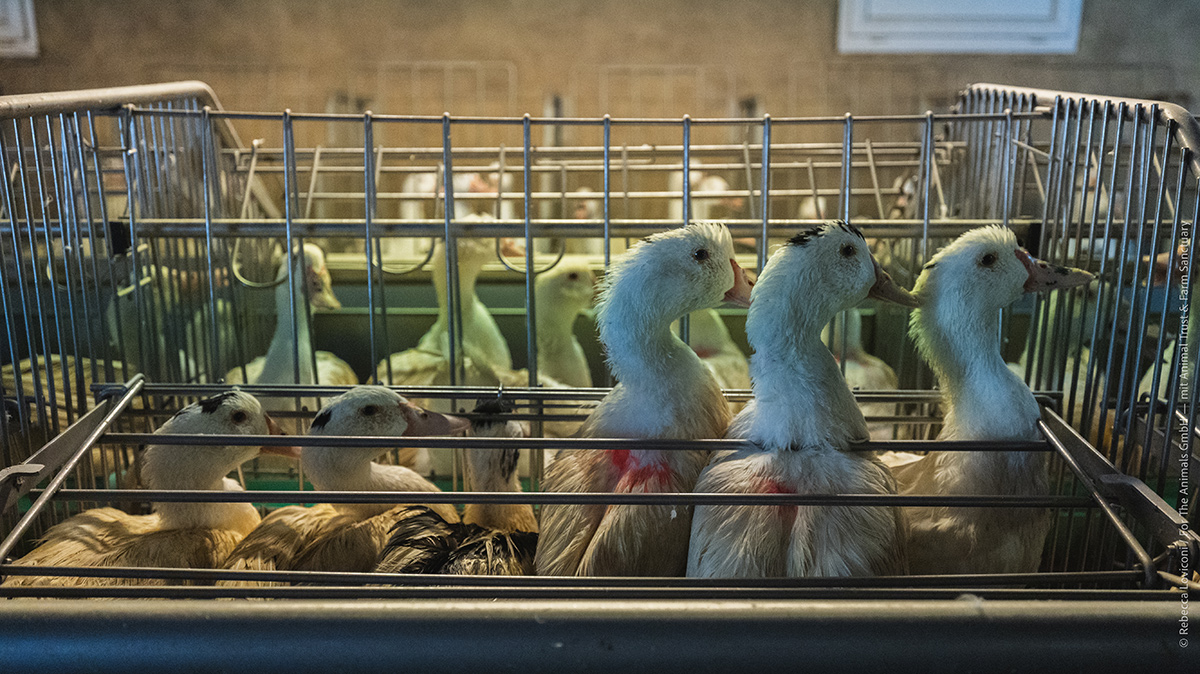 La majorité des animaux sont détenus dans de petites cages collectives.