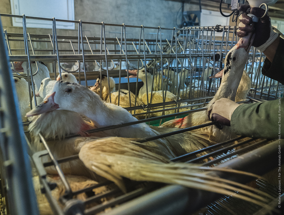 Le fonctionnement d’un foie surchargé de graisse est perturbé et l’animal peine à réguler sa température corporelle.