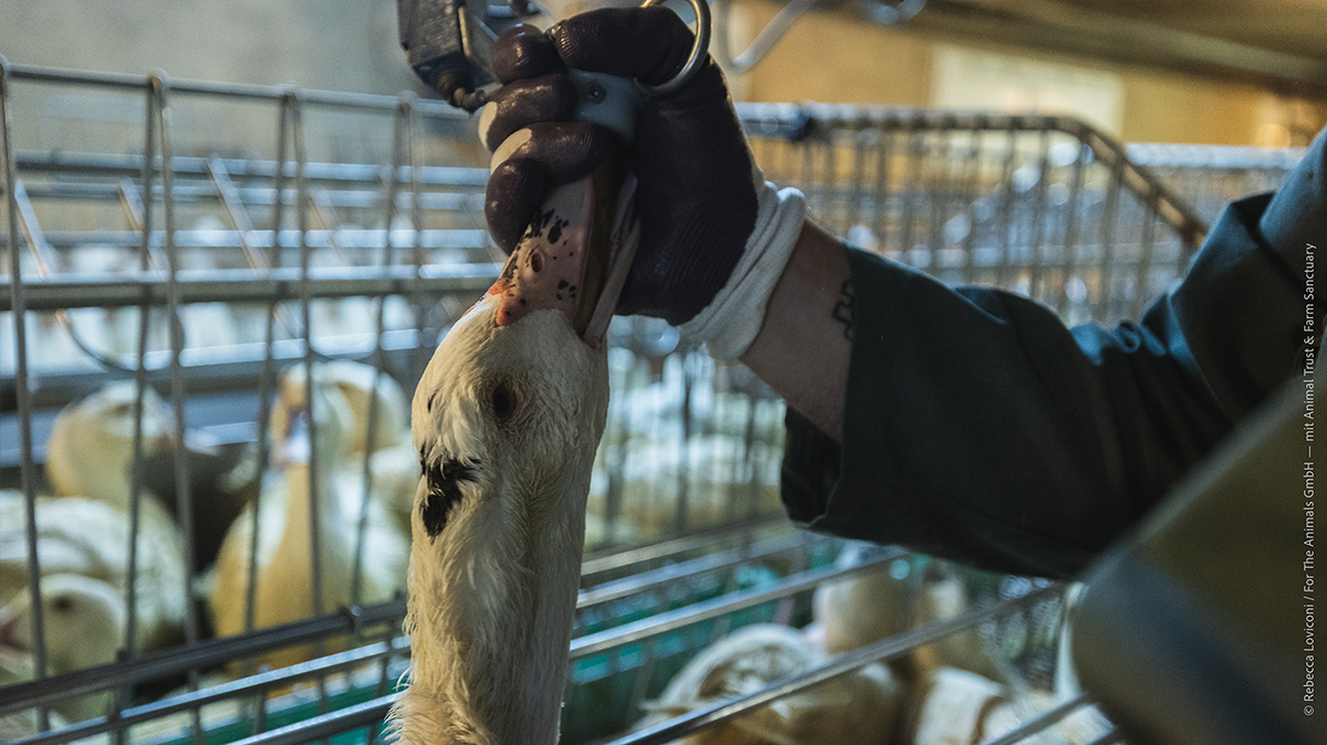 Les animaux ne sortiront des halles de gavage que pour être abattus.