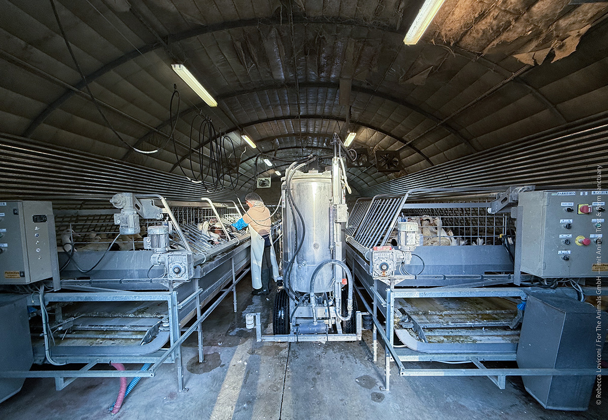 Les animaux ne sortiront des halles de gavage que pour être abattus.