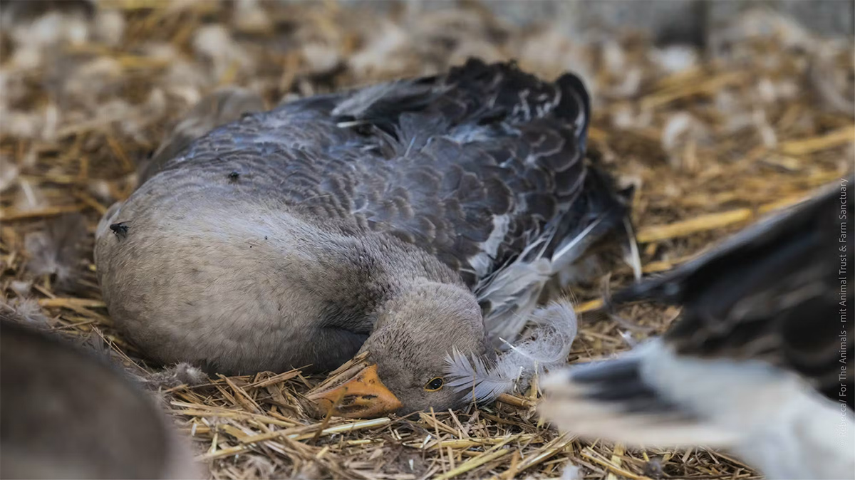 Le taux de mortalité lors du gavage est de 10 à 20 fois plus élevé que celui d’oiseaux non gavés du même âge.