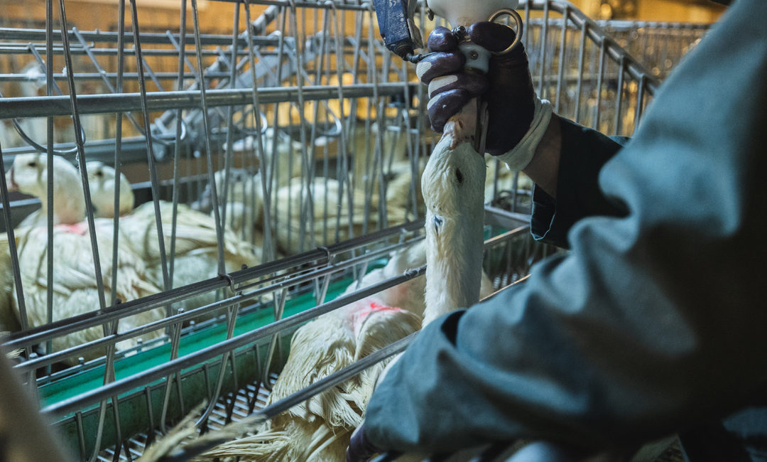 Contre-projet à l’initiative foie gras : des cantons le rejettent et soutiennent une interdiction des importations