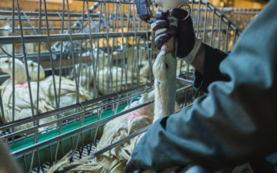 Contre-projet à l’initiative foie gras : des cantons le rejettent et soutiennent une interdiction des importations