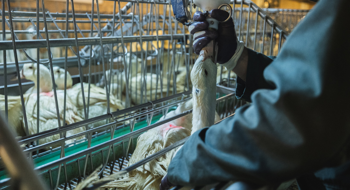 Contre-projet à l’initiative foie gras