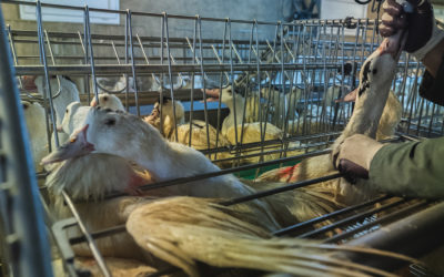 Le Brésil va interdire le foie gras au nom du bien-être animal