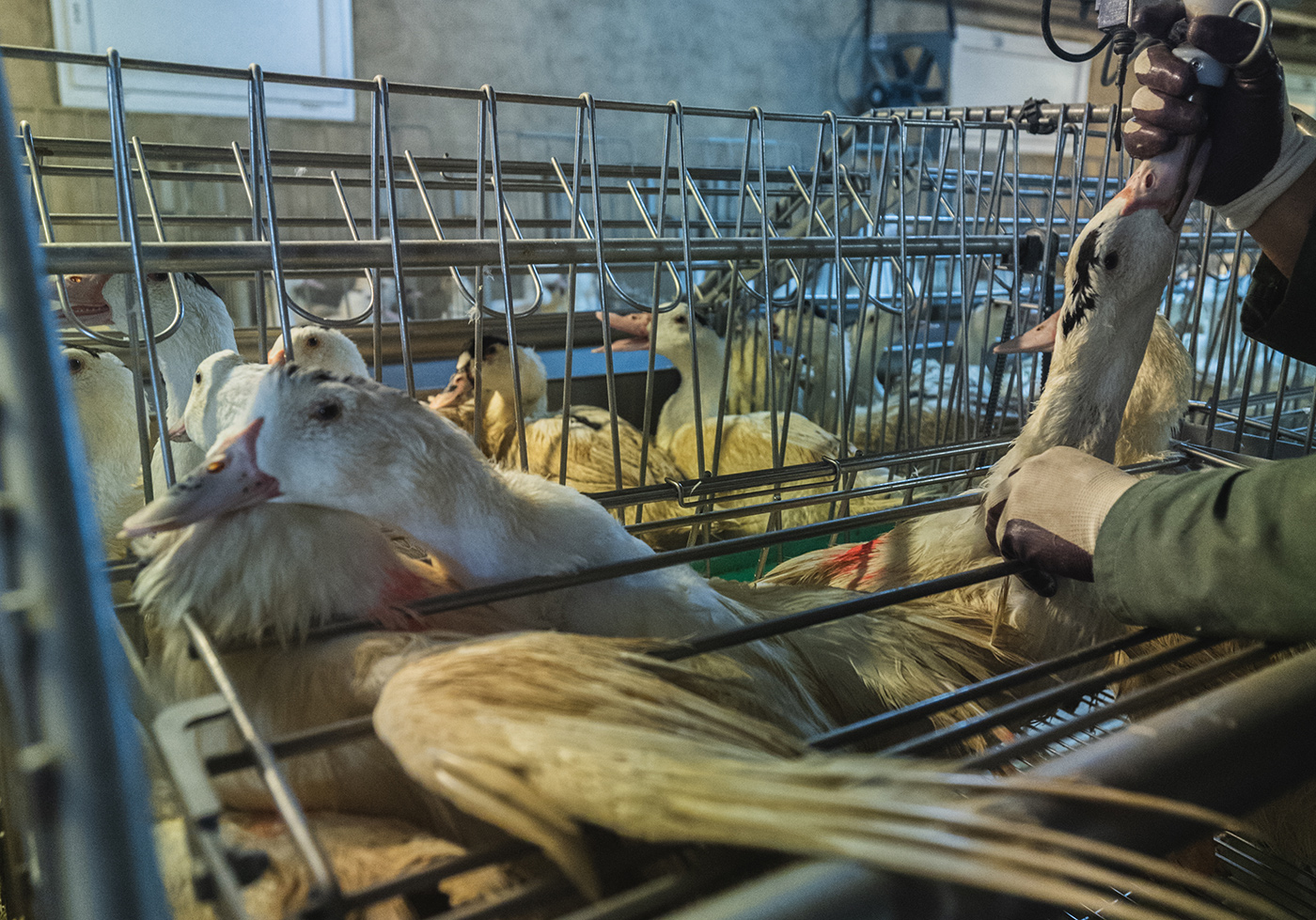 Le-bresil-va-interdire-le-foie-gras-haut Le Brésil va interdire le foie gras au nom du bien-être animal