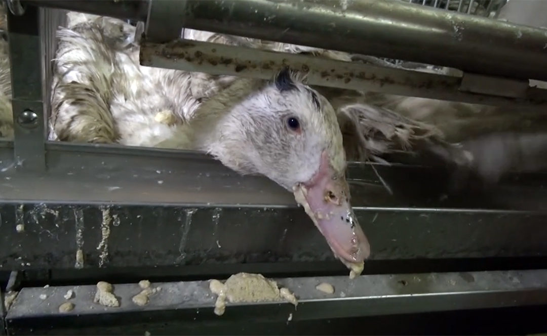Le Brésil devient le deuxième pays à interdire le foie gras
