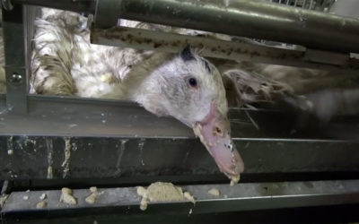 Le Brésil devient le deuxième pays à interdire le foie gras