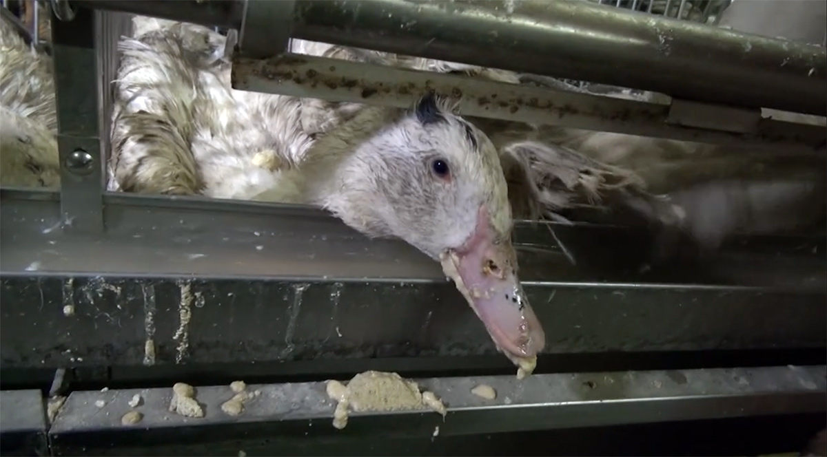 Le Brésil devient le deuxième pays à interdire le foie gras